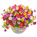 Fiori Artificiali Margherite Multicolori con Vaso