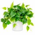 Pianta artificiale verde con vaso bianco per interni, 45 cm